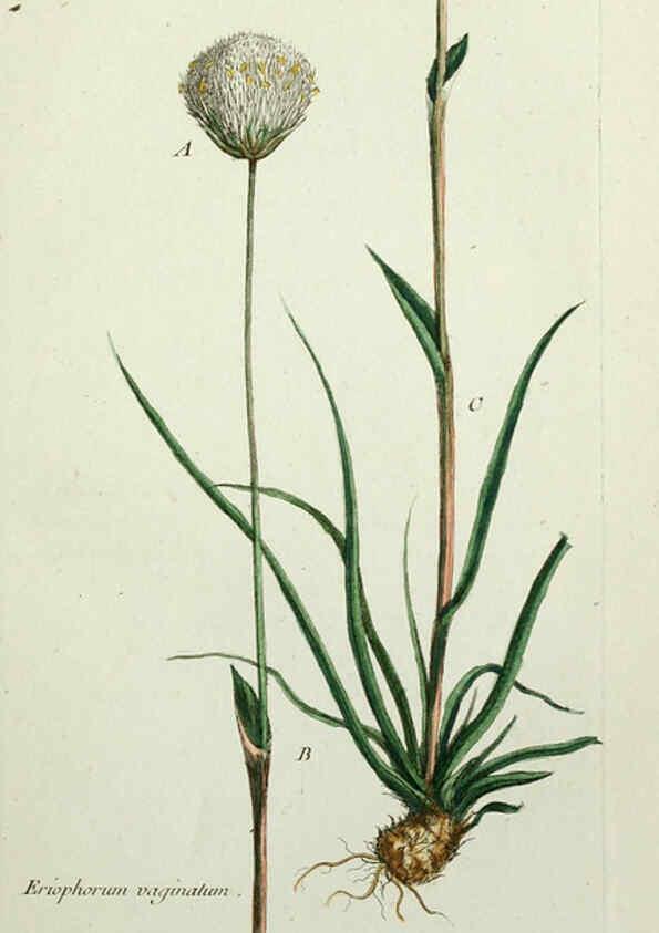 Reproducción/Reproduction 6055474455: Flora Parisiensis. v.1. Paris,P.F. Didot,1776-1783