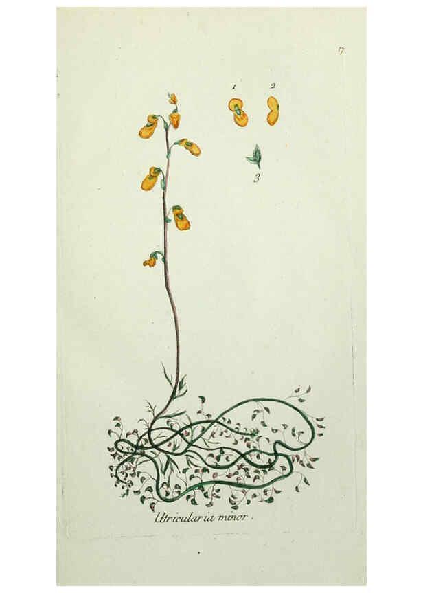 Reproducción/Reproduction 6056018456: Flora Parisiensis. v.1. Paris,P.F. Didot,1776-1783