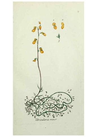 Reproducción/Reproduction 6056018456: Flora Parisiensis. v.1. Paris,P.F. Didot,1776-1783