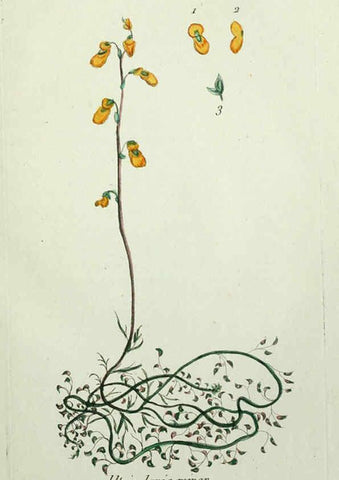 Reproducción/Reproduction 6056018456: Flora Parisiensis. v.1. Paris,P.F. Didot,1776-1783
