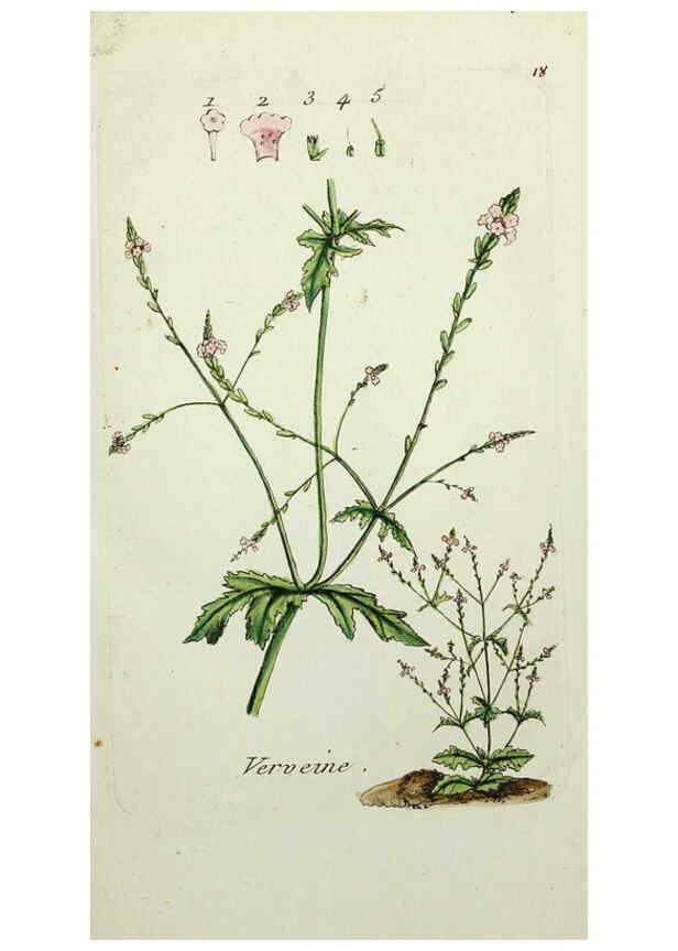 Reproducción/Reproduction 6055471225: Flora Parisiensis. v.1. Paris,P.F. Didot,1776-1783