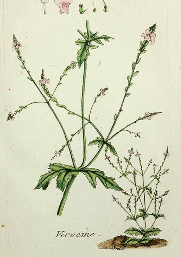 Reproducción/Reproduction 6055471225: Flora Parisiensis. v.1. Paris,P.F. Didot,1776-1783