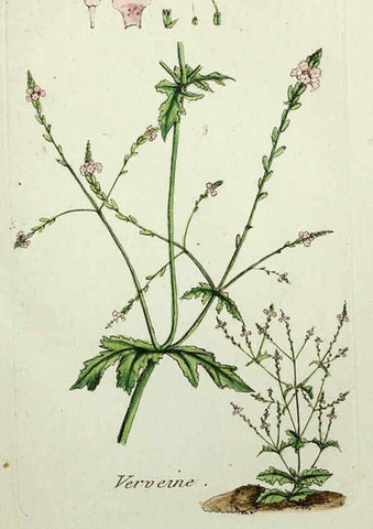 Reproducción/Reproduction 6055471225: Flora Parisiensis. v.1. Paris,P.F. Didot,1776-1783