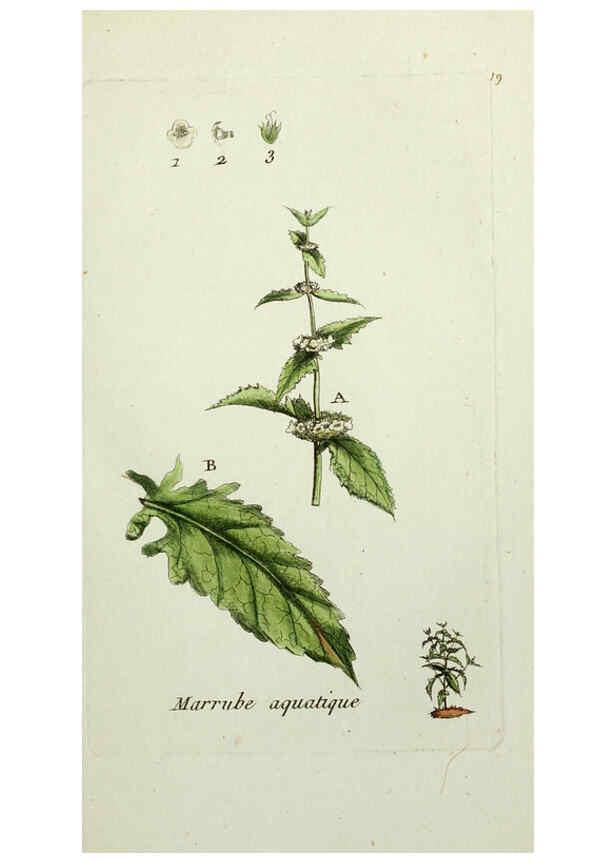 Reproducción/Reproduction 6056018966: Flora Parisiensis. v.1. Paris,P.F. Didot,1776-1783