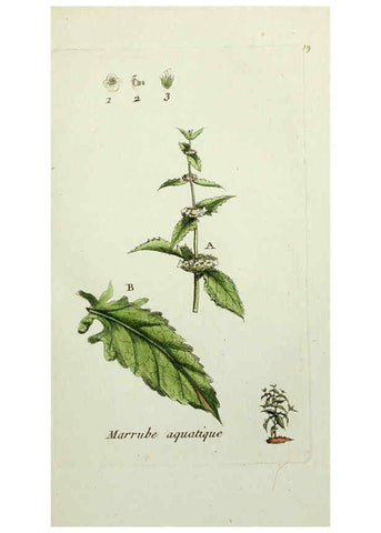 Reproducción/Reproduction 6056018966: Flora Parisiensis. v.1. Paris,P.F. Didot,1776-1783