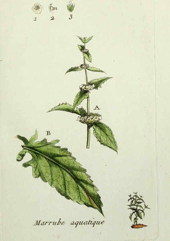Reproducción/Reproduction 6056018966: Flora Parisiensis. v.1. Paris,P.F. Didot,1776-1783