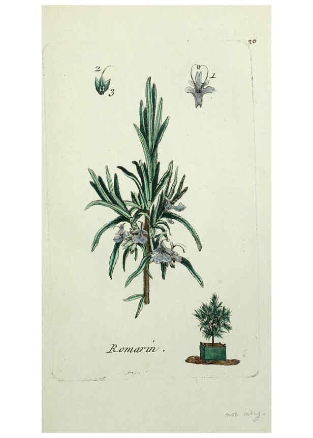 Reproducción/Reproduction 6056019250: Flora Parisiensis. v.1. Paris,P.F. Didot,1776-1783