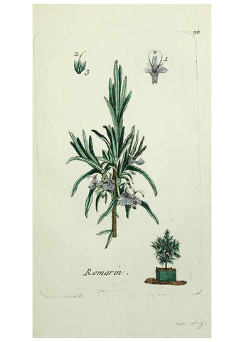 Reproducción/Reproduction 6056019250: Flora Parisiensis. v.1. Paris,P.F. Didot,1776-1783