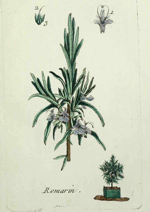 Reproducción/Reproduction 6056019250: Flora Parisiensis. v.1. Paris,P.F. Didot,1776-1783