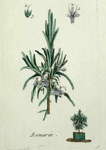 Reproducción/Reproduction 6056019250: Flora Parisiensis. v.1. Paris,P.F. Didot,1776-1783