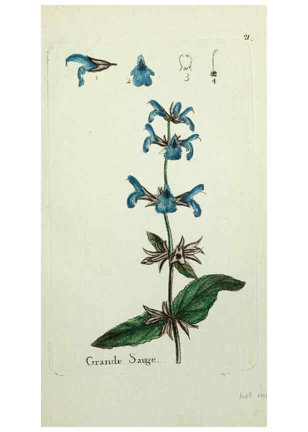 Reproducción/Reproduction 6056019430: Flora Parisiensis. v.1. Paris,P.F. Didot,1776-1783