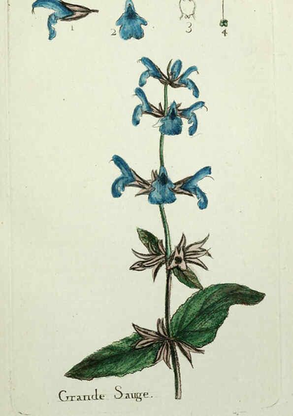 Reproducción/Reproduction 6056019430: Flora Parisiensis. v.1. Paris,P.F. Didot,1776-1783
