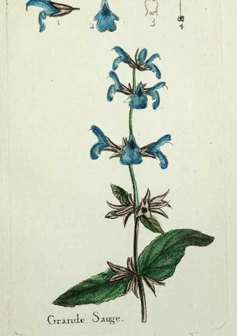 Reproducción/Reproduction 6056019430: Flora Parisiensis. v.1. Paris,P.F. Didot,1776-1783