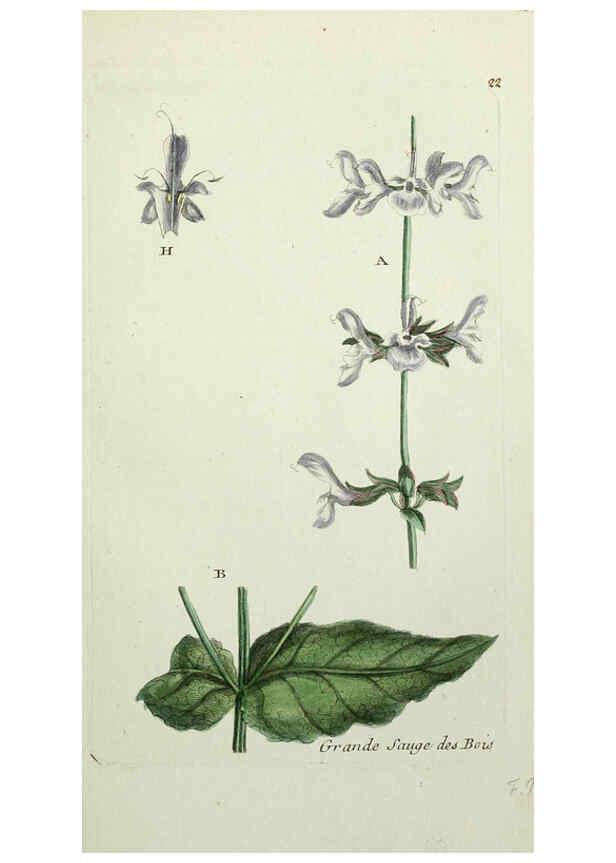 Reproducción/Reproduction 6055472355: Flora Parisiensis. v.1. Paris,P.F. Didot,1776-1783