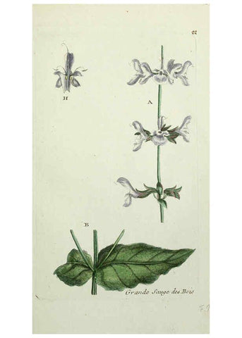 Reproducción/Reproduction 6055472355: Flora Parisiensis. v.1. Paris,P.F. Didot,1776-1783