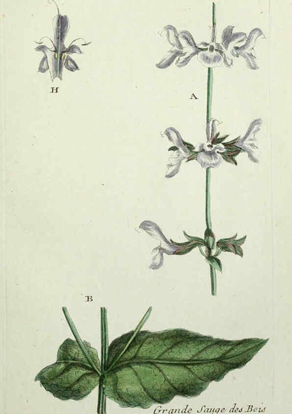 Reproducción/Reproduction 6055472355: Flora Parisiensis. v.1. Paris,P.F. Didot,1776-1783