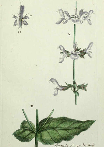 Reproducción/Reproduction 6055472355: Flora Parisiensis. v.1. Paris,P.F. Didot,1776-1783