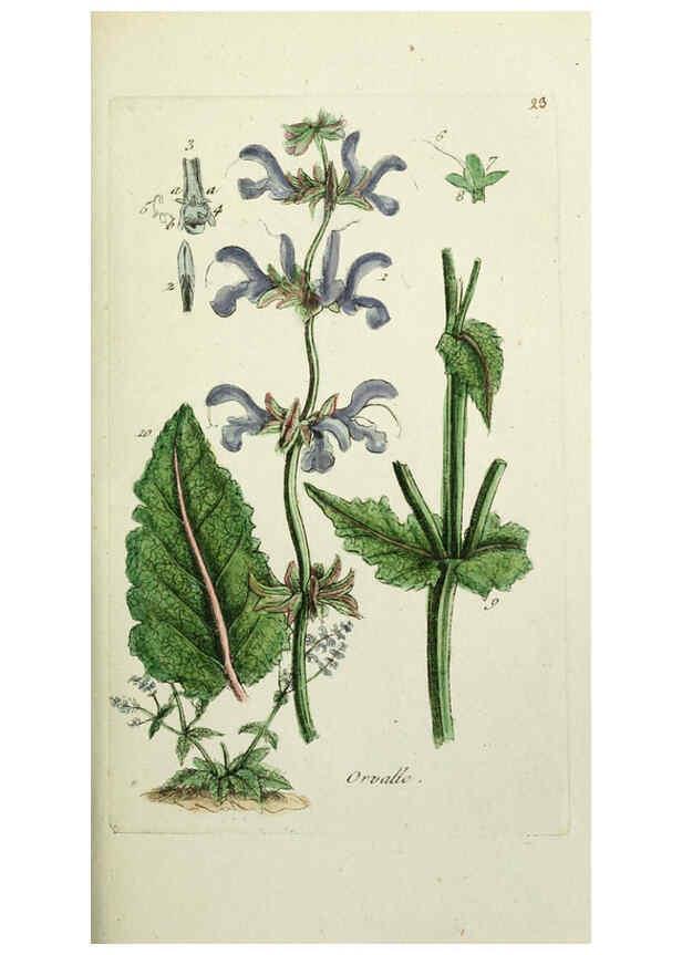 Reproducción/Reproduction 6055472601: Flora Parisiensis. v.1. Paris,P.F. Didot,1776-1783