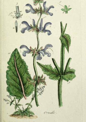Reproducción/Reproduction 6055472601: Flora Parisiensis. v.1. Paris,P.F. Didot,1776-1783