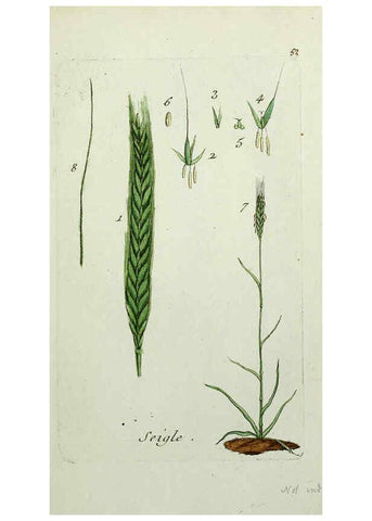 Reproducción/Reproduction 6055478715: Flora Parisiensis. v.1. Paris,P.F. Didot,1776-1783