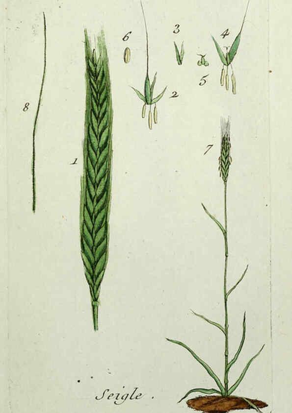 Reproducción/Reproduction 6055478715: Flora Parisiensis. v.1. Paris,P.F. Didot,1776-1783