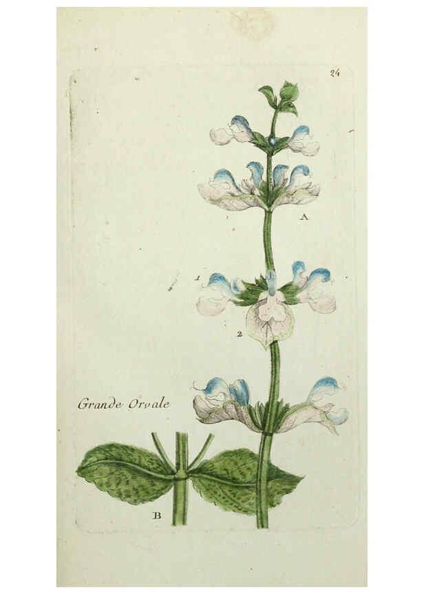 Reproducción/Reproduction 6056020170: Flora Parisiensis. v.1. Paris,P.F. Didot,1776-1783