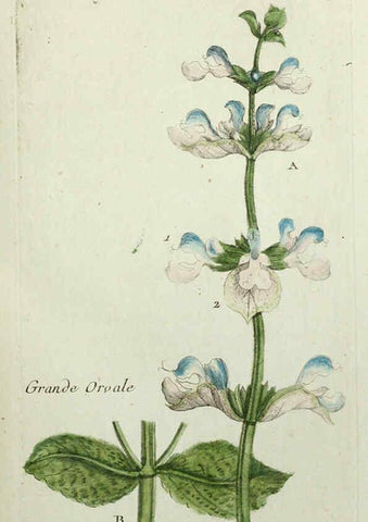 Reproducción/Reproduction 6056020170: Flora Parisiensis. v.1. Paris,P.F. Didot,1776-1783