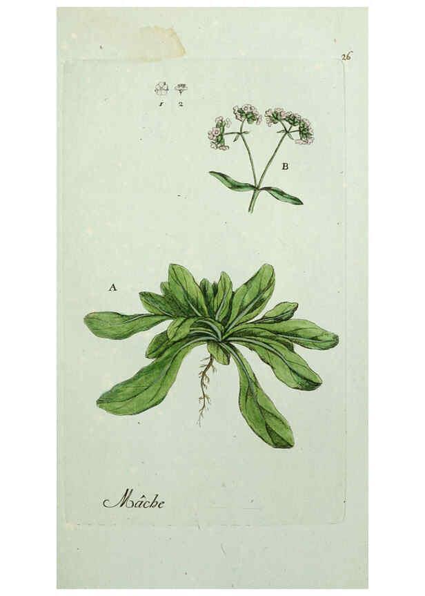 Reproducción/Reproduction 6055473259: Flora Parisiensis. v.1. Paris,P.F. Didot,1776-1783