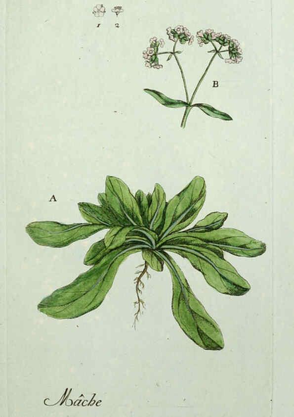 Reproducción/Reproduction 6055473259: Flora Parisiensis. v.1. Paris,P.F. Didot,1776-1783
