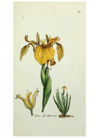 Reproducción/Reproduction 6056020772: Flora Parisiensis. v.1. Paris,P.F. Didot,1776-1783