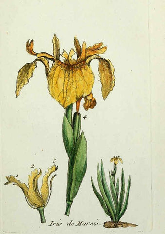 Reproducción/Reproduction 6056020772: Flora Parisiensis. v.1. Paris,P.F. Didot,1776-1783