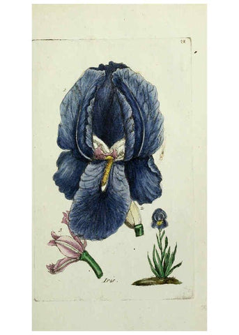 Reproducción/Reproduction 6056020966: Flora Parisiensis. v.1. Paris,P.F. Didot,1776-1783