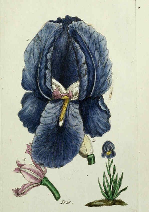 Reproducción/Reproduction 6056020966: Flora Parisiensis. v.1. Paris,P.F. Didot,1776-1783