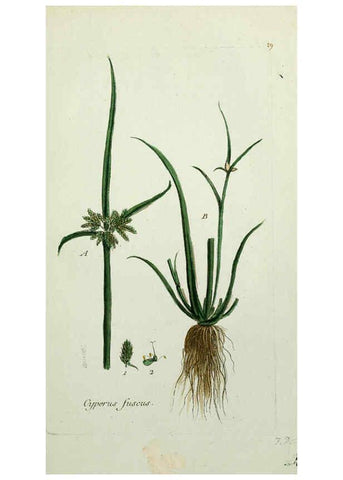 Reproducción/Reproduction 6055473799: Flora Parisiensis. v.1. Paris,P.F. Didot,1776-1783