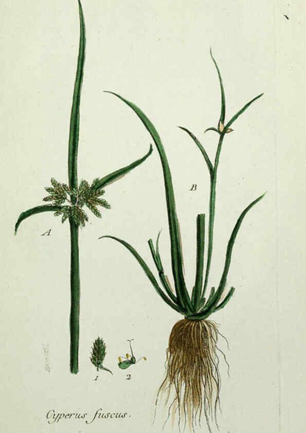 Reproducción/Reproduction 6055473799: Flora Parisiensis. v.1. Paris,P.F. Didot,1776-1783