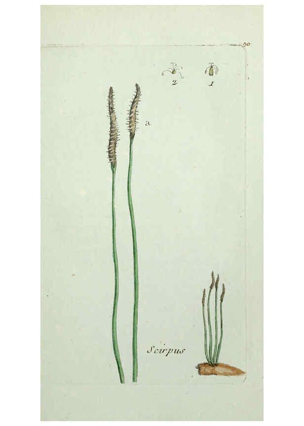 Reproducción/Reproduction 6056021336: Flora Parisiensis. v.1. Paris,P.F. Didot,1776-1783