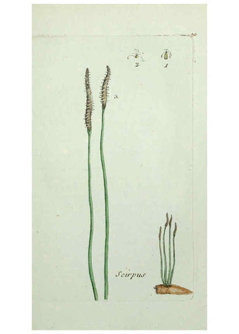Reproducción/Reproduction 6056021336: Flora Parisiensis. v.1. Paris,P.F. Didot,1776-1783