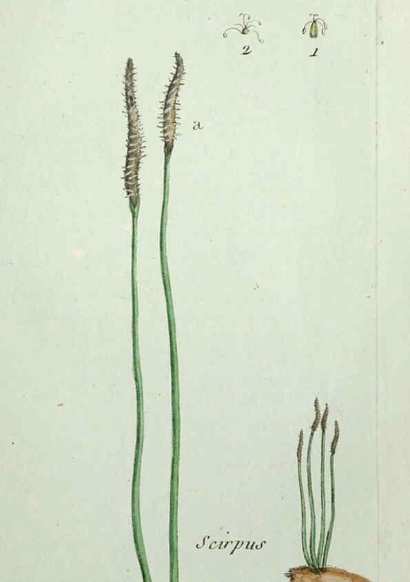 Reproducción/Reproduction 6056021336: Flora Parisiensis. v.1. Paris,P.F. Didot,1776-1783