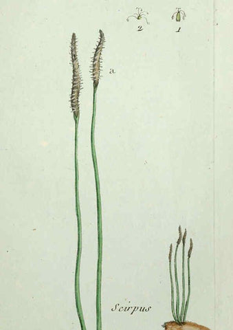 Reproducción/Reproduction 6056021336: Flora Parisiensis. v.1. Paris,P.F. Didot,1776-1783