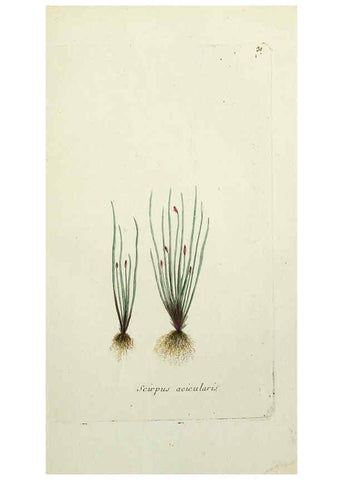 Reproducción/Reproduction 6056021530: Flora Parisiensis. v.1. Paris,P.F. Didot,1776-1783