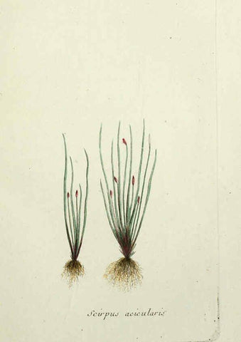 Reproducción/Reproduction 6056021530: Flora Parisiensis. v.1. Paris,P.F. Didot,1776-1783