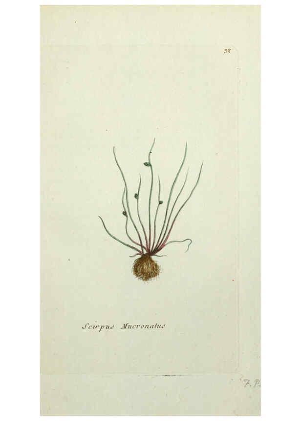 Reproducción/Reproduction 6056021716: Flora Parisiensis. v.1. Paris,P.F. Didot,1776-1783