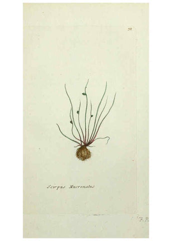 Reproducción/Reproduction 6056021716: Flora Parisiensis. v.1. Paris,P.F. Didot,1776-1783