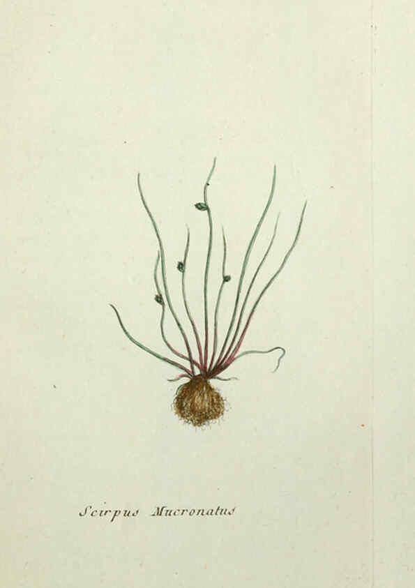 Reproducción/Reproduction 6056021716: Flora Parisiensis. v.1. Paris,P.F. Didot,1776-1783