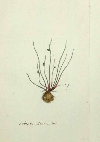 Reproducción/Reproduction 6056021716: Flora Parisiensis. v.1. Paris,P.F. Didot,1776-1783