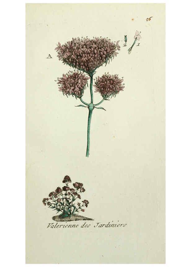 Reproducción/Reproduction 6055473103: Flora Parisiensis. v.1. Paris,P.F. Didot,1776-1783
