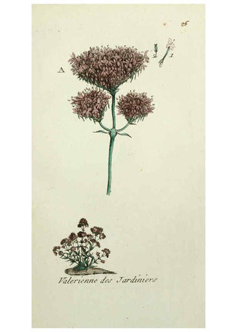 Reproducción/Reproduction 6055473103: Flora Parisiensis. v.1. Paris,P.F. Didot,1776-1783