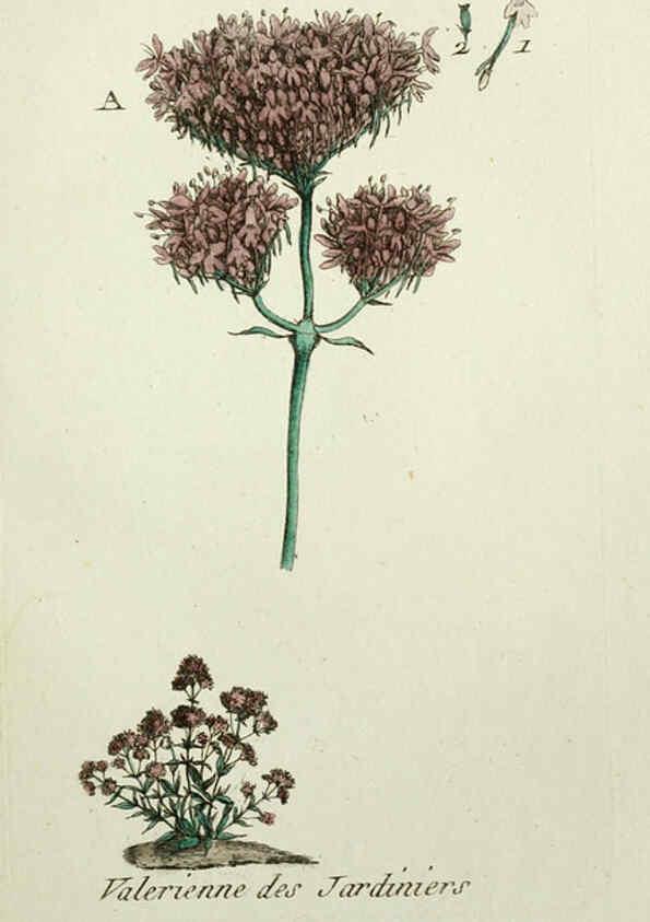 Reproducción/Reproduction 6055473103: Flora Parisiensis. v.1. Paris,P.F. Didot,1776-1783