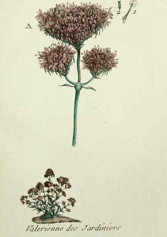 Reproducción/Reproduction 6055473103: Flora Parisiensis. v.1. Paris,P.F. Didot,1776-1783