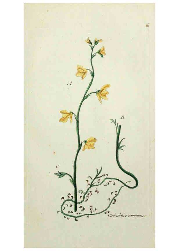 Reproducción/Reproduction 6055470807: Flora Parisiensis. v.1. Paris,P.F. Didot,1776-1783